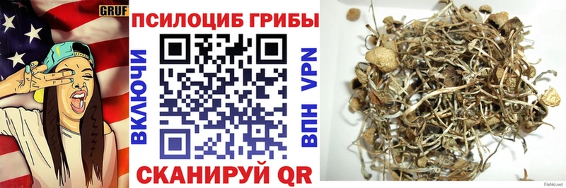Купить где  Карачев  Псилоцибиновые грибы мицелий 